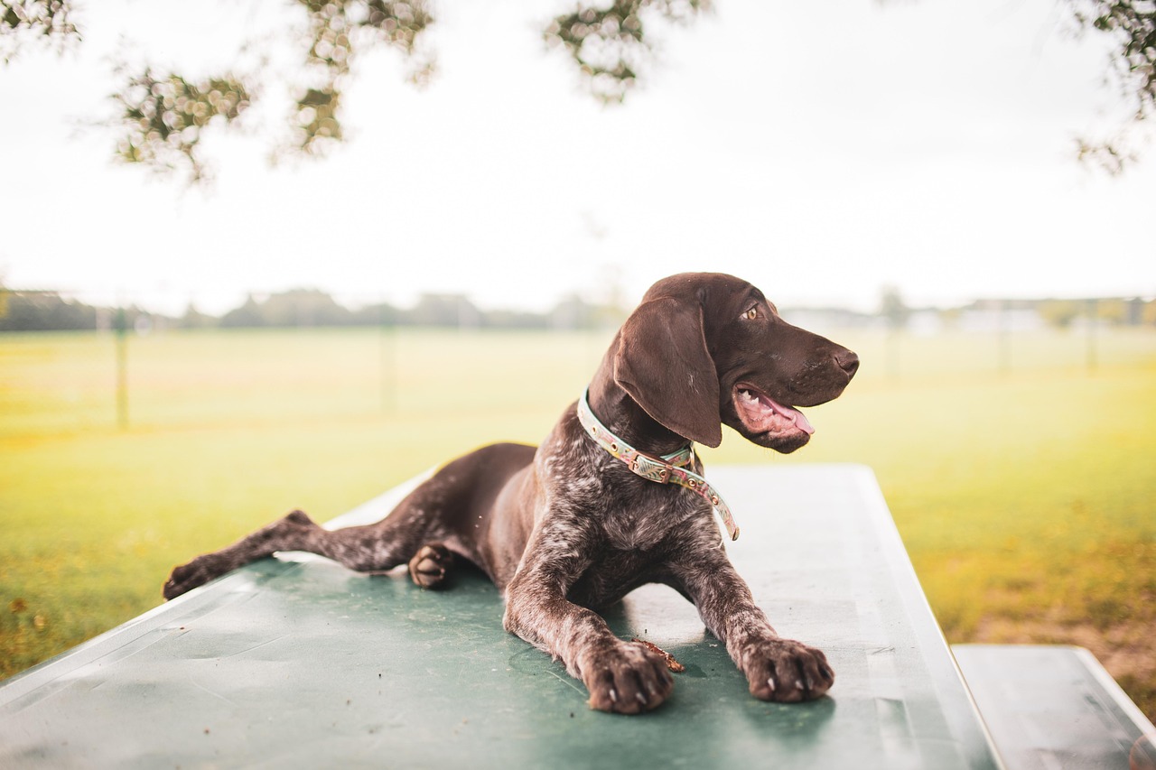 German Shorthaired Pointers in Petaluma: What Owners Should Know About Health, Energy, and Everyday Vet Care
