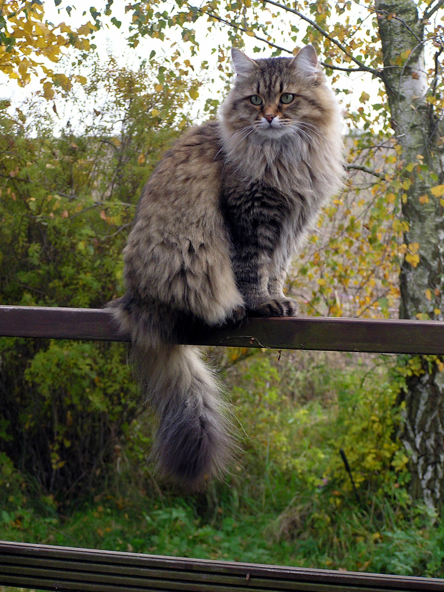 Siberian Cats in Petaluma: What Owners Should Know About Coat Care, Health, and Daily Life